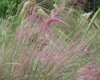 muhlenbergia filipes d.jpg